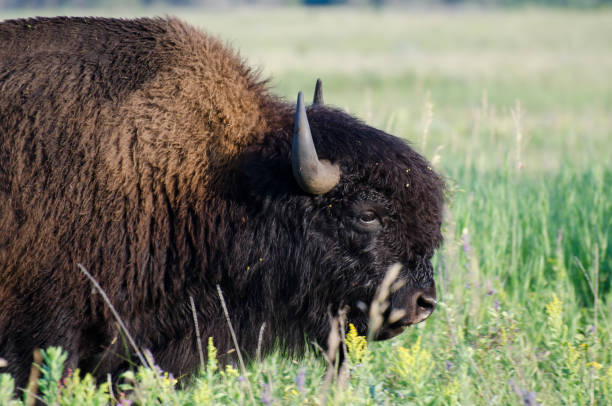 istock Bison at Riding Mountain National Park 1063566222