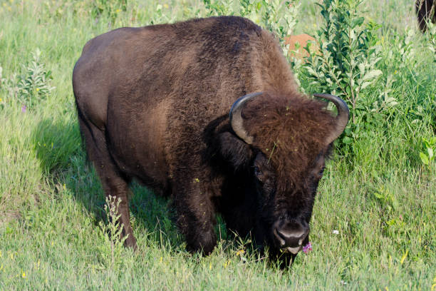 istock Bison at Riding Mountain National Park 1063566430