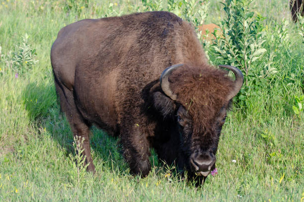 istock Bison at Riding Mountain National Park 1063566606