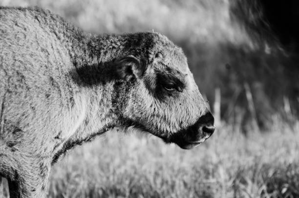 istock Bison Calf at Riding Mountain National Park 1063566684