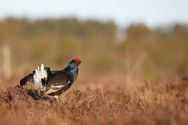 The Black Grouse or Blackgame (Tetrao tetrix) is a large bird in the grouse family. It is a sedentary species, breeding across northern Eurasia in moorland and bog areas near to woodland, mostly boreal. These birds have a group display or lek in early spring.