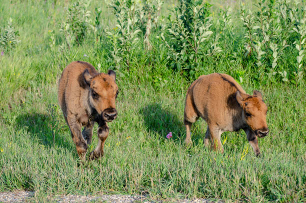 Bison Calf at Riding Mountain National Park Bison Herd at Riding Mountain National Park, Manitoba riding mountain national park stock pictures, royalty-free photos & images