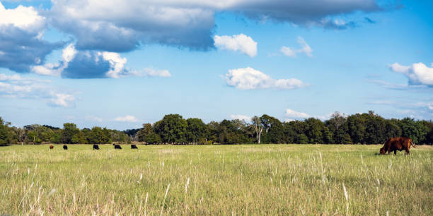 istock Ag web banner of cattle grazing in pasture 1063569032