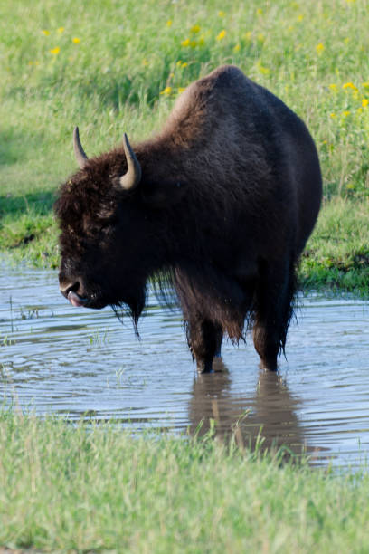 istock Bison at Riding Mountain National Park 1063569276
