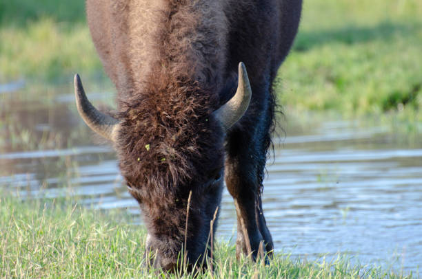 istock Bison at Riding Mountain National Park 1063569456
