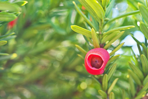 Taxus cuspidata Taxus cuspidata taxus cuspidata stock pictures, royalty-free photos & images