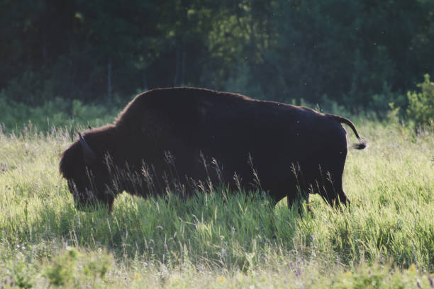 istock Bison at Riding Mountain National Park 1063569896