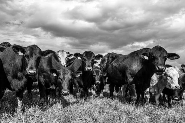 istock BW commercial herd close up 1063569938