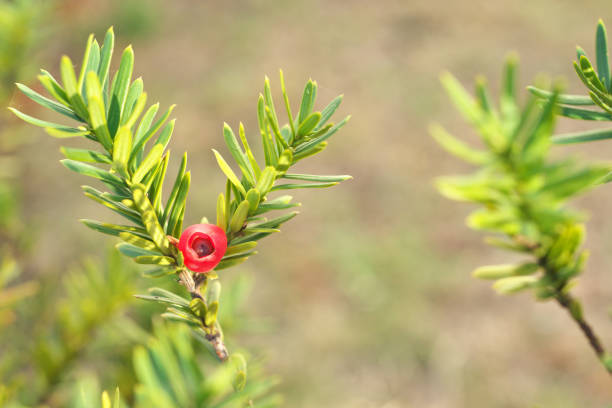 Taxus cuspidata Taxus cuspidata taxus cuspidata stock pictures, royalty-free photos & images