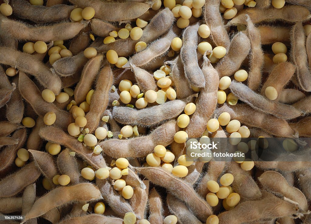 Sojabohne - Lizenzfrei Ausgedörrt Stock-Foto