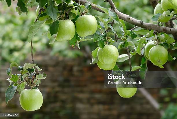 Jabłka - zdjęcia stockowe i więcej obrazów Sad jabłkowy - Sad jabłkowy, Bez ludzi, Drzewo