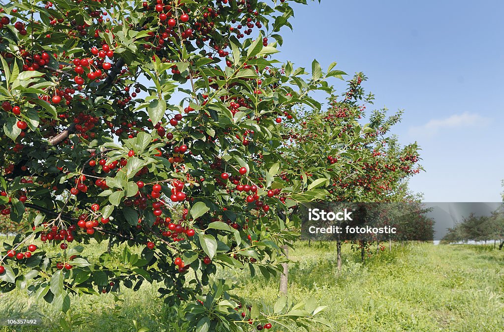 orchard cherry orchard Cherry Stock Photo