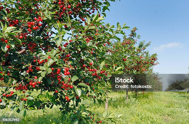 Orchard Stock Photo - Download Image Now - Cherry, Color Image, Crop - Plant