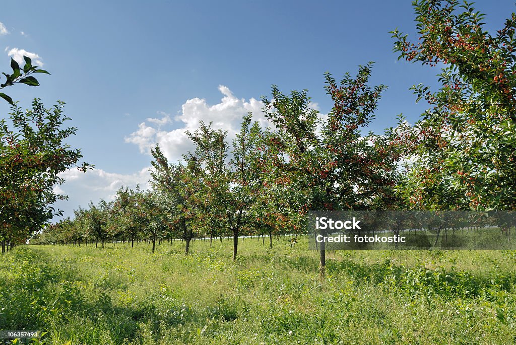 Pomar - Foto de stock de Alimentação Saudável royalty-free