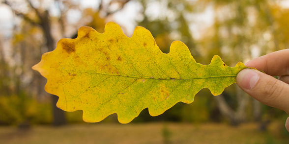 Close-up of hand holding yellow oak leaf on trees background. Autumn time season composition in park.