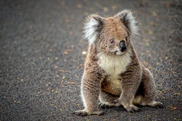 koala (phascolarctos cinereus) - cinereous photos et images de collection
