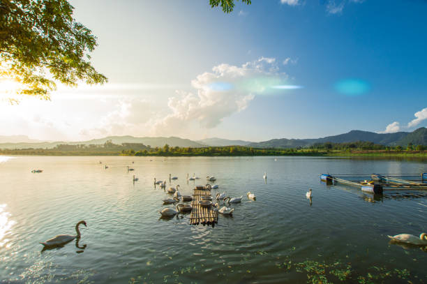 istock There are swans in the marsh with trees, mountain and blue sky. 1063579046