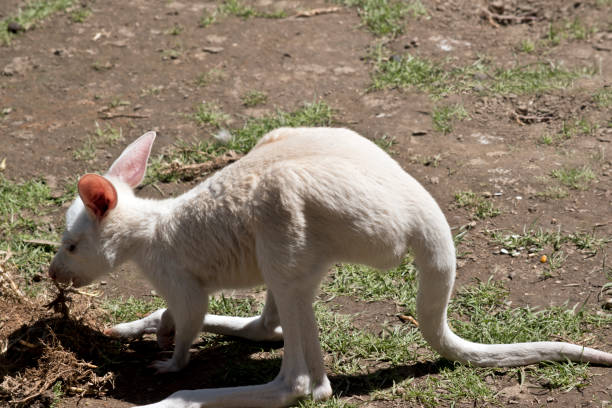 istock albino kangaroo joey 1063583912