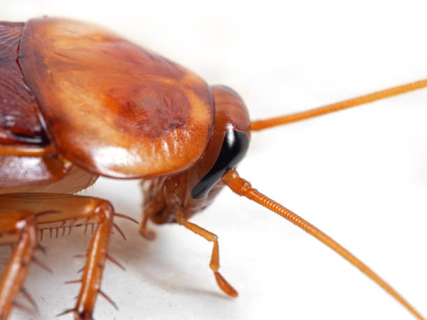 istock Macro Photo of Cockroach Isolated on White Background 1063584262