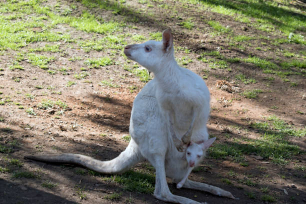 istock albino Western grey kangaroo 1063592670