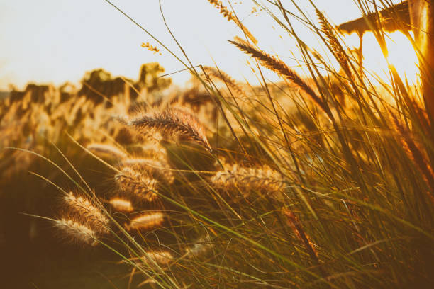 istock Grass flowers and sunshine in the evening. 1063593012
