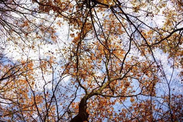 istock autumn beech forest. Ukraine, Carpathian Mountains 1063593034