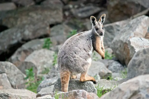 the Yellow-footed rock-wallaby is found in rocky areas