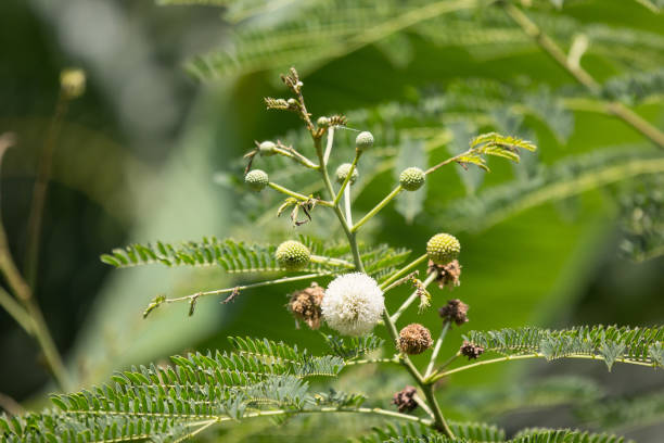 istock Flower of Horse tamarind tree 1063598934