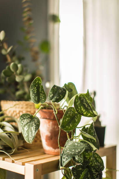 istock Indoor House Plant 1063599172