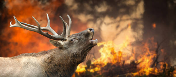 7,979 Deforestation Animals Stock Photos, Pictures & Royalty-Free Images - iStock | Deforestation amazon 7,979 Deforestation Animals Stock Photos, Pictures & Royalty-Free Images - iStock | Deforestation amazon