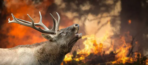Photo of Deer stands in burning forest