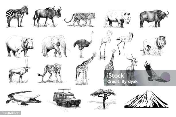 Set Of Many African Animals And Car Tree Mountain Hand Drawn Illustrations Stock Illustration - Download Image Now