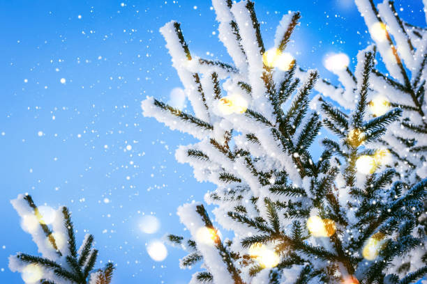 istock Blue Christmas Winter fairy Background. Snow coniferous branches with lights 1063604774