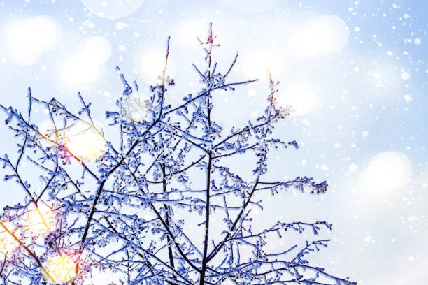 istock Snow Treetops against blue sky and bokeh lights 1063604776
