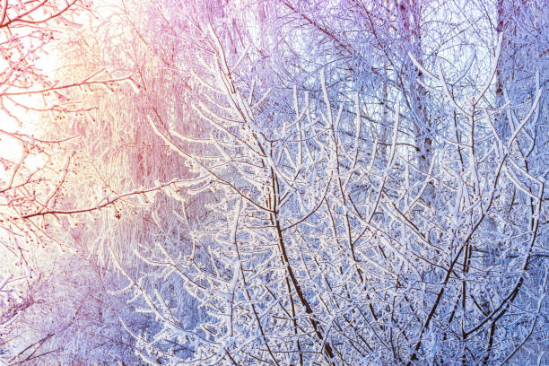 istock Fairy Snow sunrise Trees. Winter cold sunny landscape 1063604780