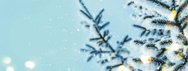istock Christmas fairy Background. Natural coniferous branches with lights 1063604834