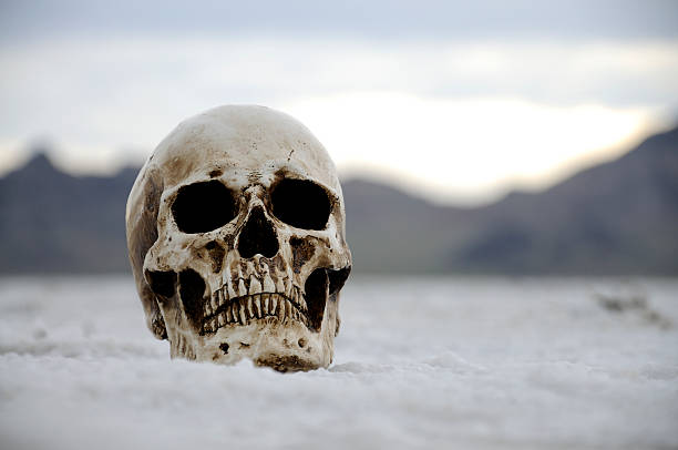 Close-up of animal skulls