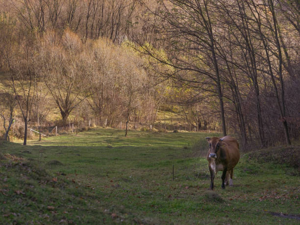 istock Cow grazing on the meadow. 1063610692