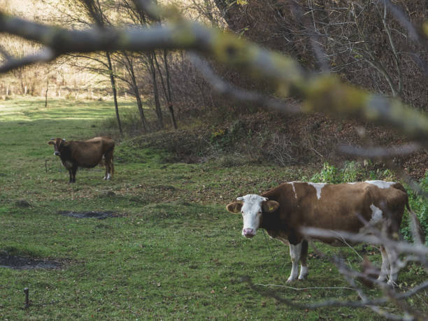 istock Cow grazing on the meadow. 1063610698