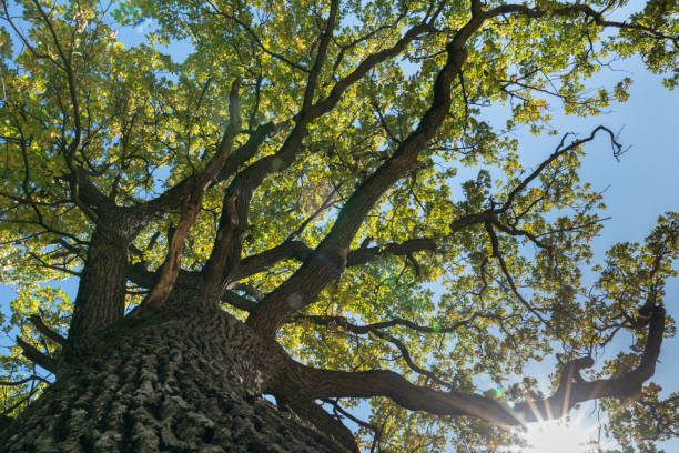 istock old giant oak and sunlight shining through 1063611368