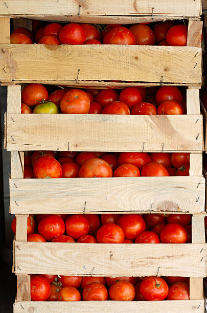 Woman's hands harvesting fresh organic tomatoes
