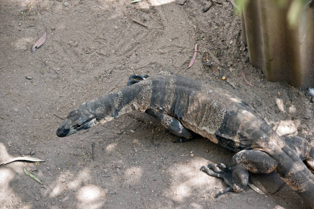 istock lace monitor lizard 1063616302