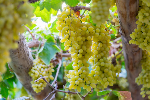 зеленый виноград с листьями на виноградной лозе. свежие фрукты и знаменитый из турпана , xinjiang фарфора - turpan стоковые фото и изображения