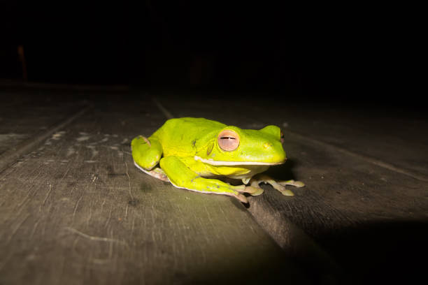 White-lipped Treefrog resting on veranda decking near Kuranda in Queensland, Australia