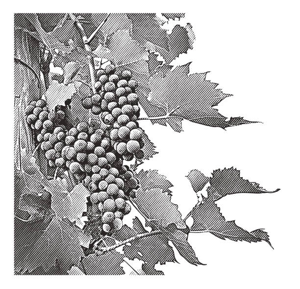 ilustrações de stock, clip art, desenhos animados e ícones de vineyard wine grapes and vines - pinot noir grape