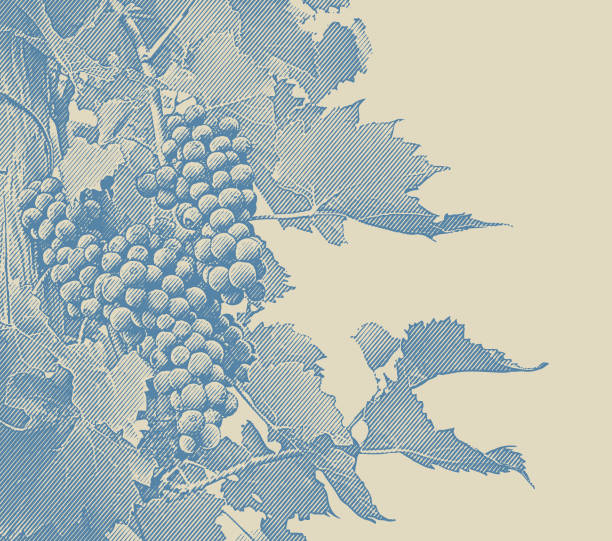 ilustraciones, imágenes clip art, dibujos animados e iconos de stock de vid y uvas del viñedo vino - engraved image illustrations