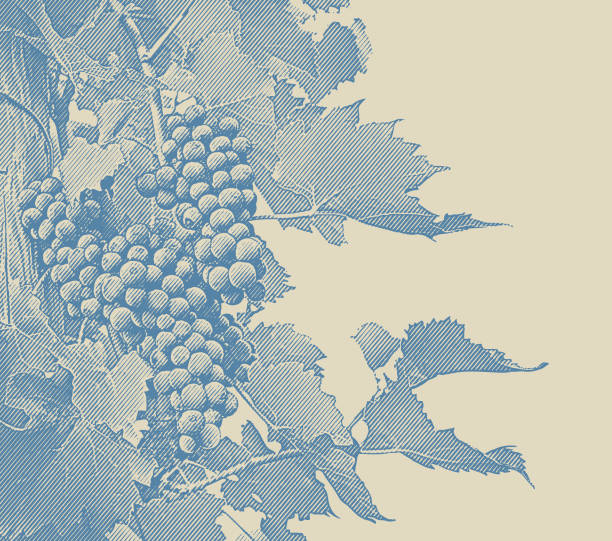 Vineyard wine grapes and vines Engraved illustration of Vineyard wine grapes and vines grape stock illustrations