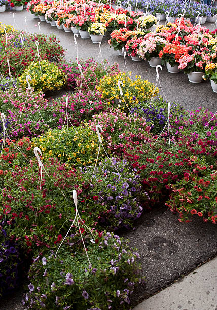 istock Hanging flower baskets at market 106362380