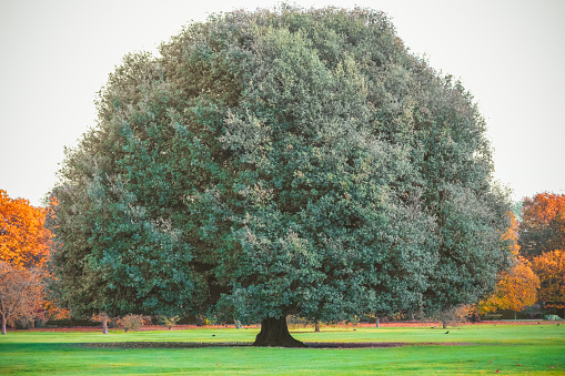 Big oak tree in Greenwich park, London