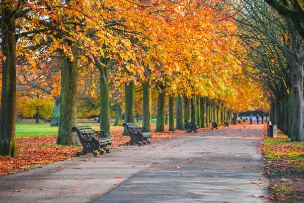 Photo of Autumn scene with treelined avenue in Greenwich park, London